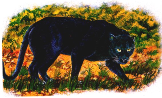 Black Leopard