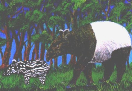 Malayan Tapir