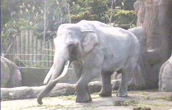 Asian Elephant
