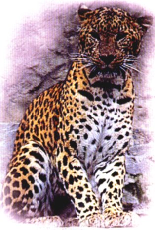 Leopard