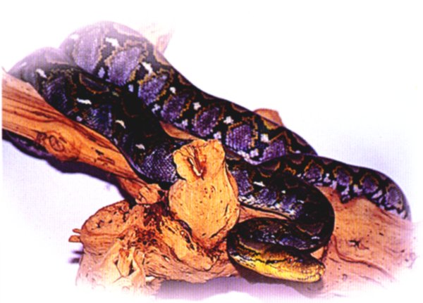 Python